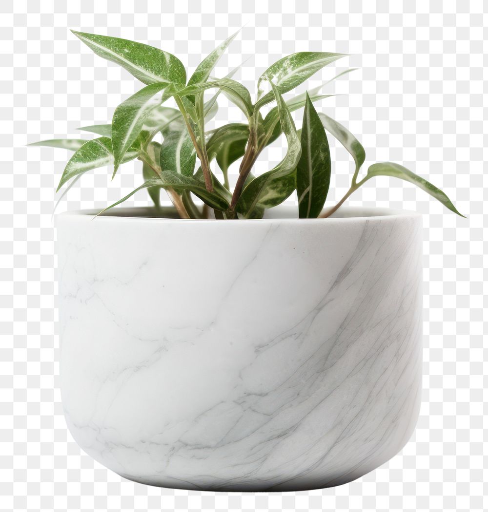 PNG Flowerpot plant white leaf. AI generated Image by rawpixel.