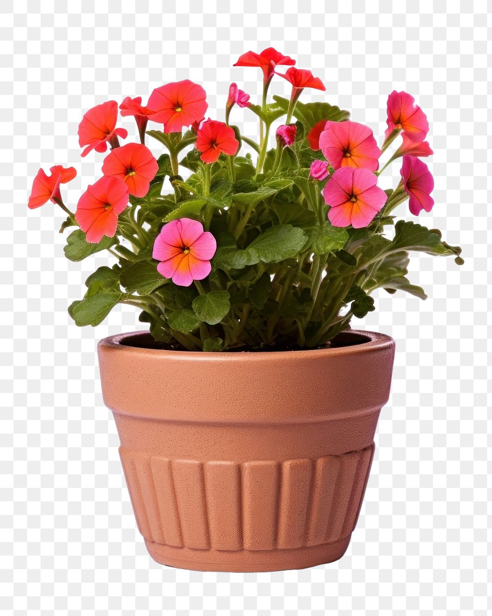 PNG Flower flowerpot plant transparent background. 