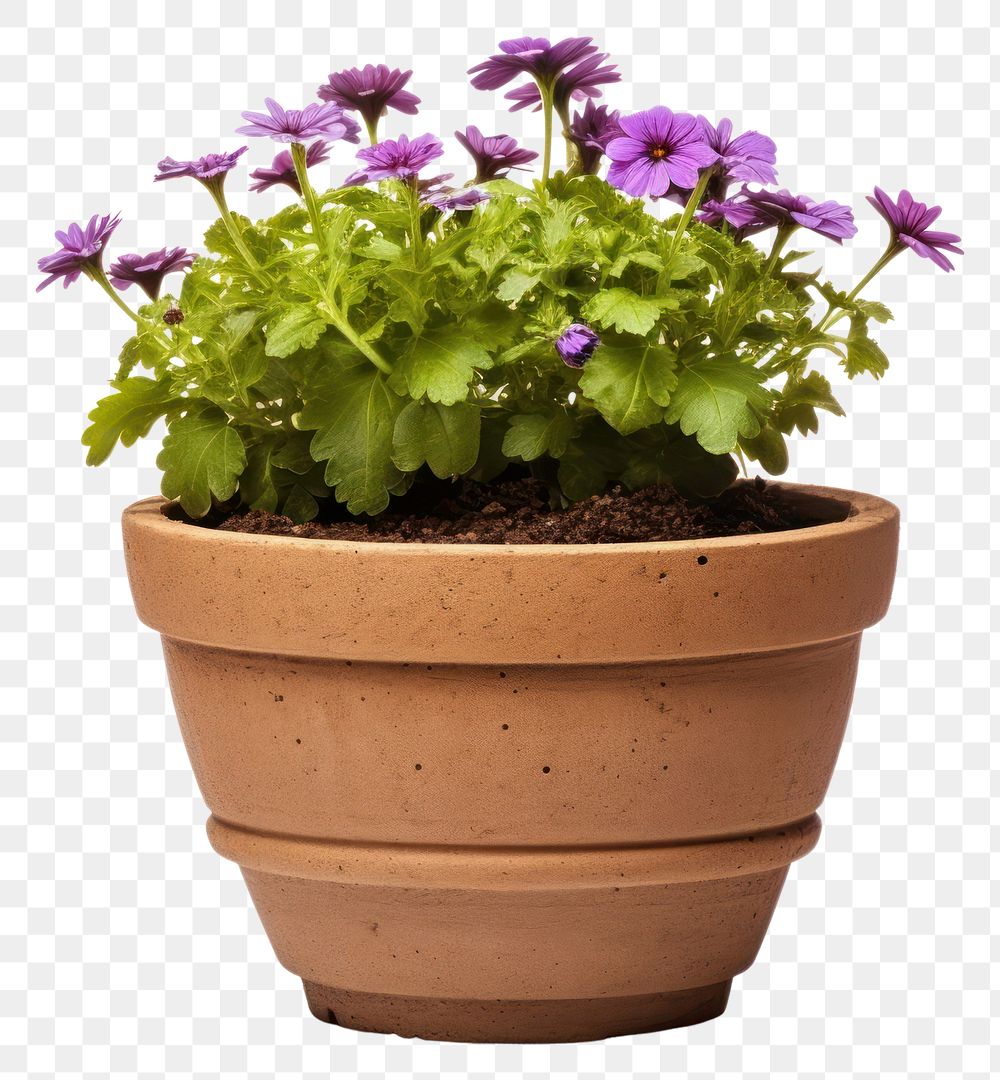 PNG Flower flowerpot gardening plant. AI generated Image by rawpixel.
