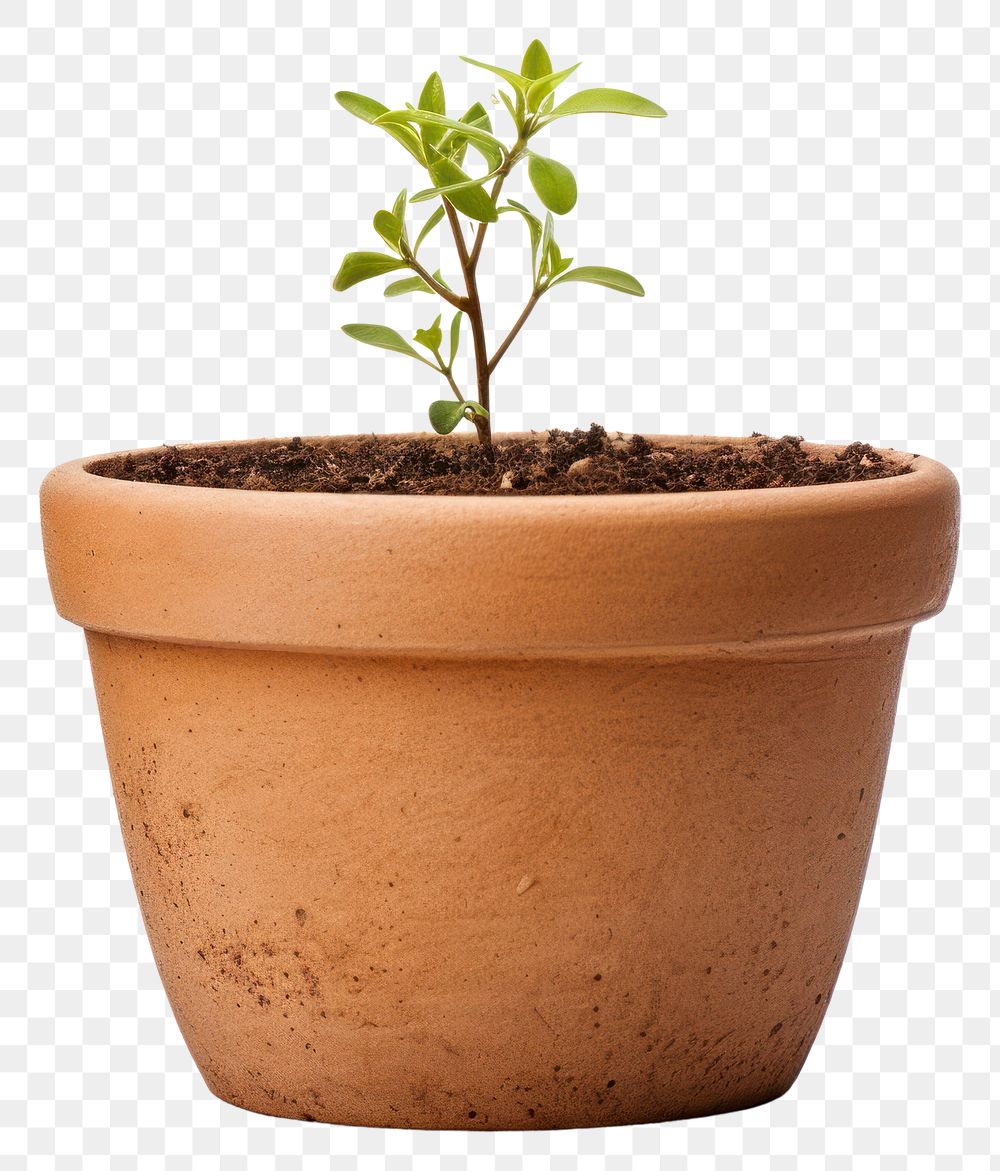 PNG Flowerpot gardening plant herbs. AI generated Image by rawpixel.