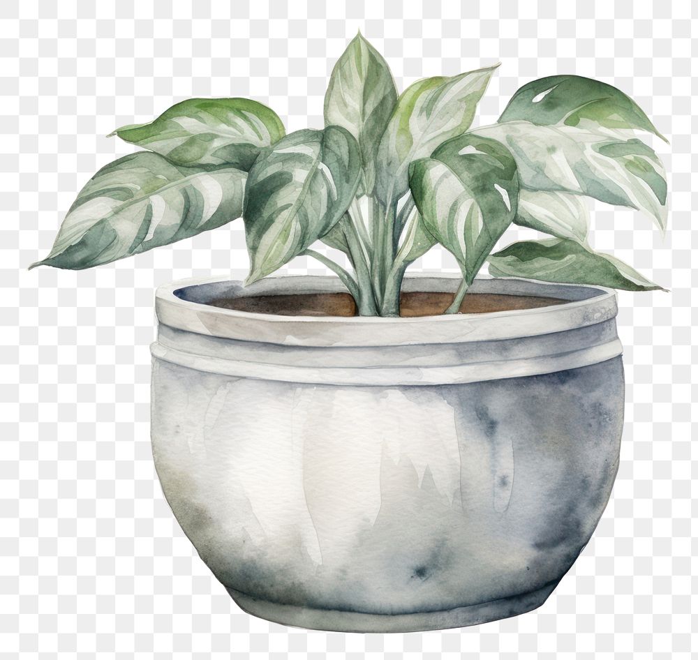 PNG Flowerpot plant vase leaf. AI generated Image by rawpixel.