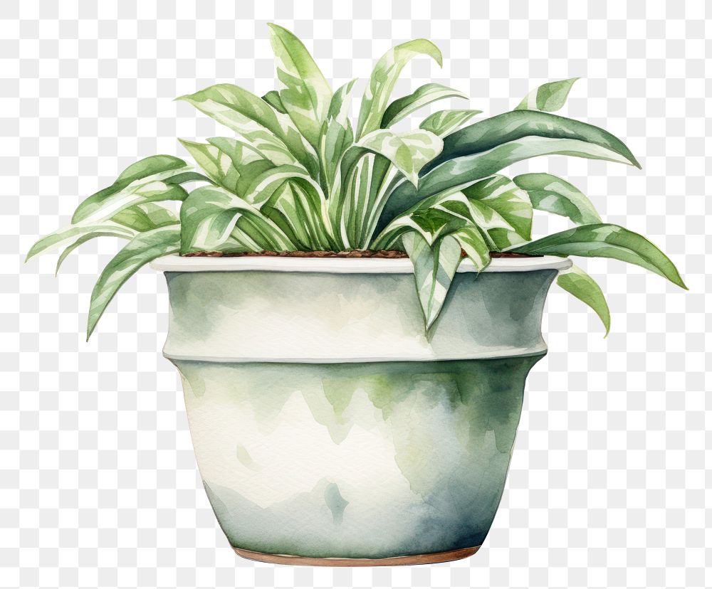 PNG Flowerpot plant leaf transparent background. 