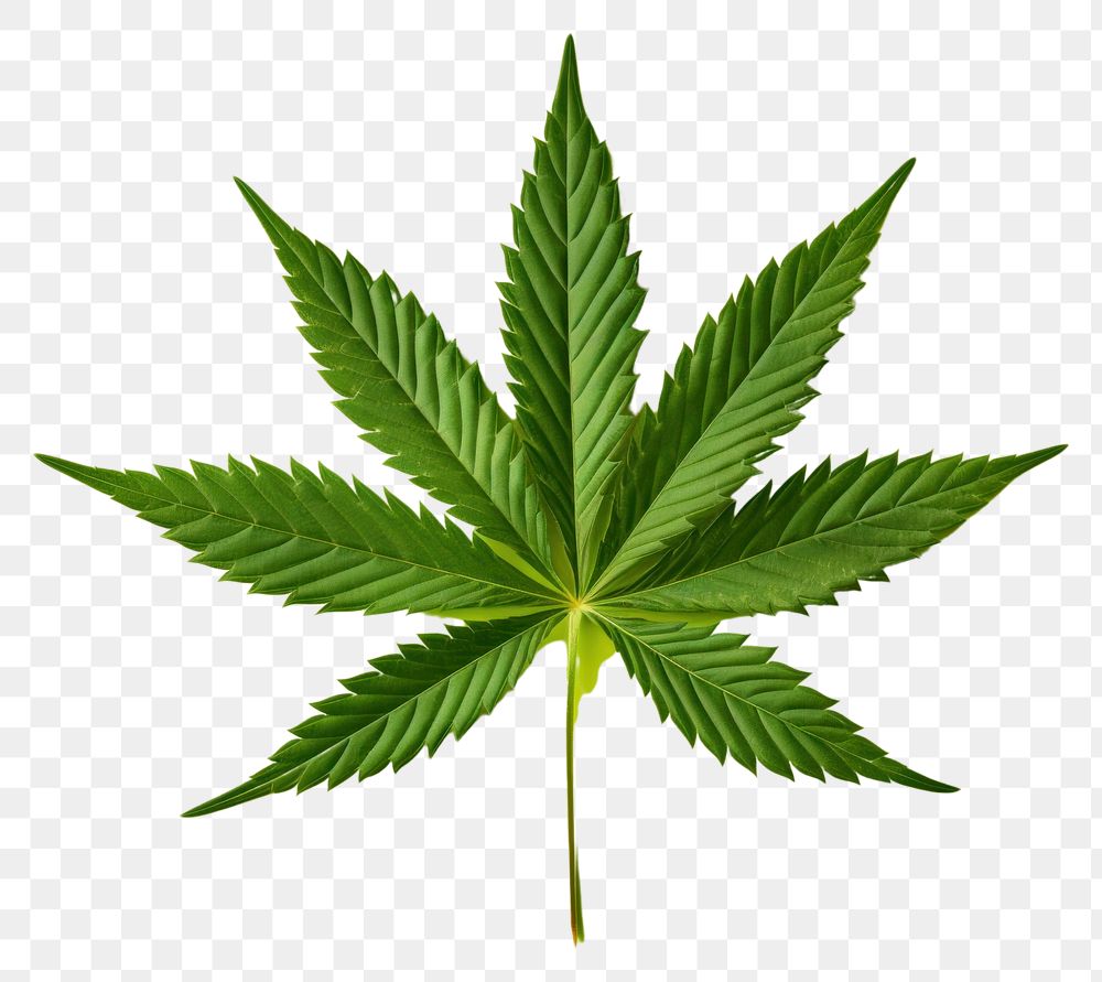 PNG Leaf cannabis green plant transparent background