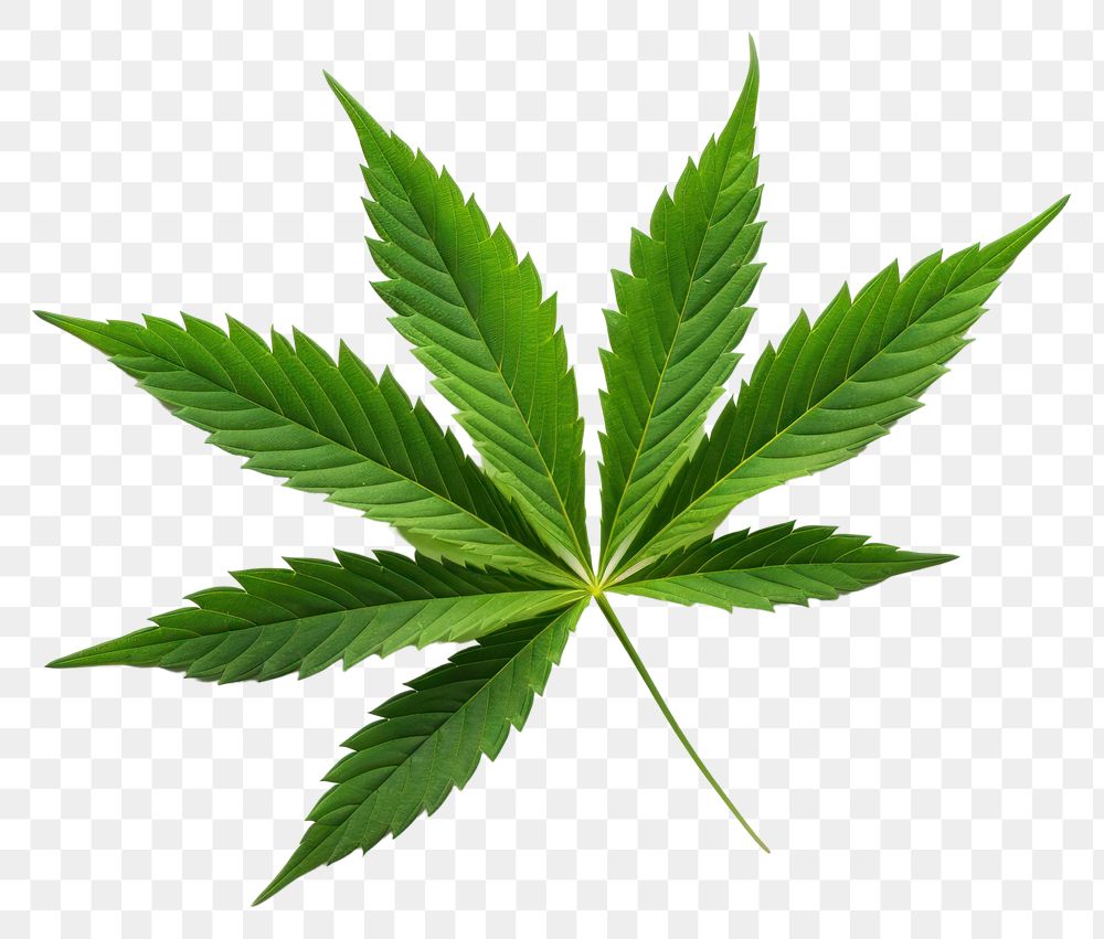 PNG Leaf cannabis plant herbs transparent background