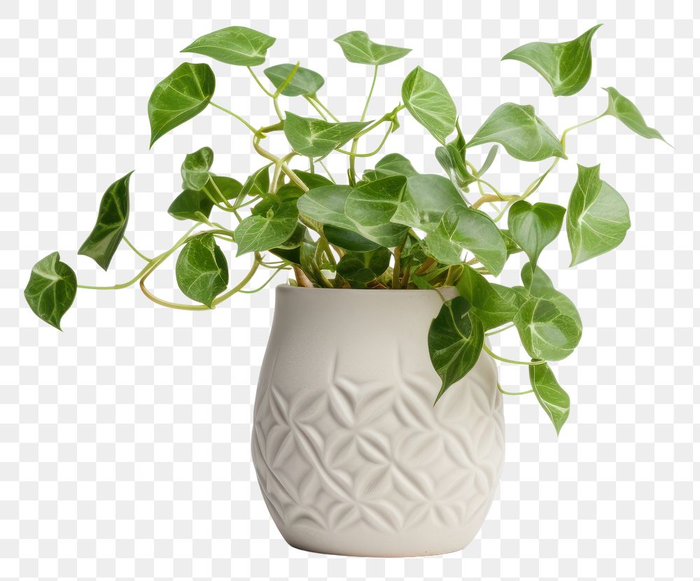 PNG Plant leaf vase transparent background