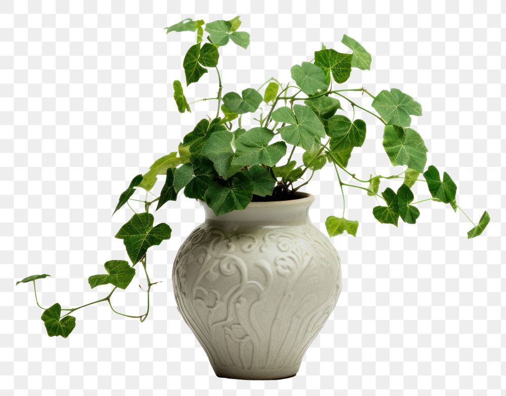 PNG Plant leaf pot studio shot transparent background