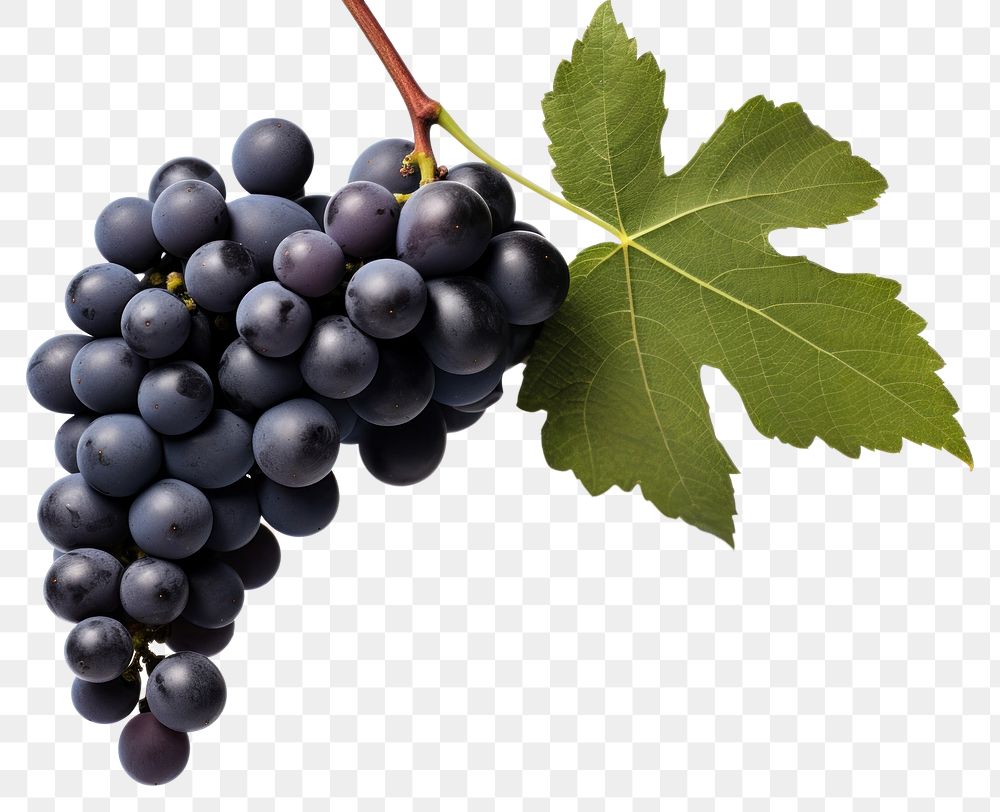 PNG Grapes vine vineyard fruit. AI generated Image by rawpixel.