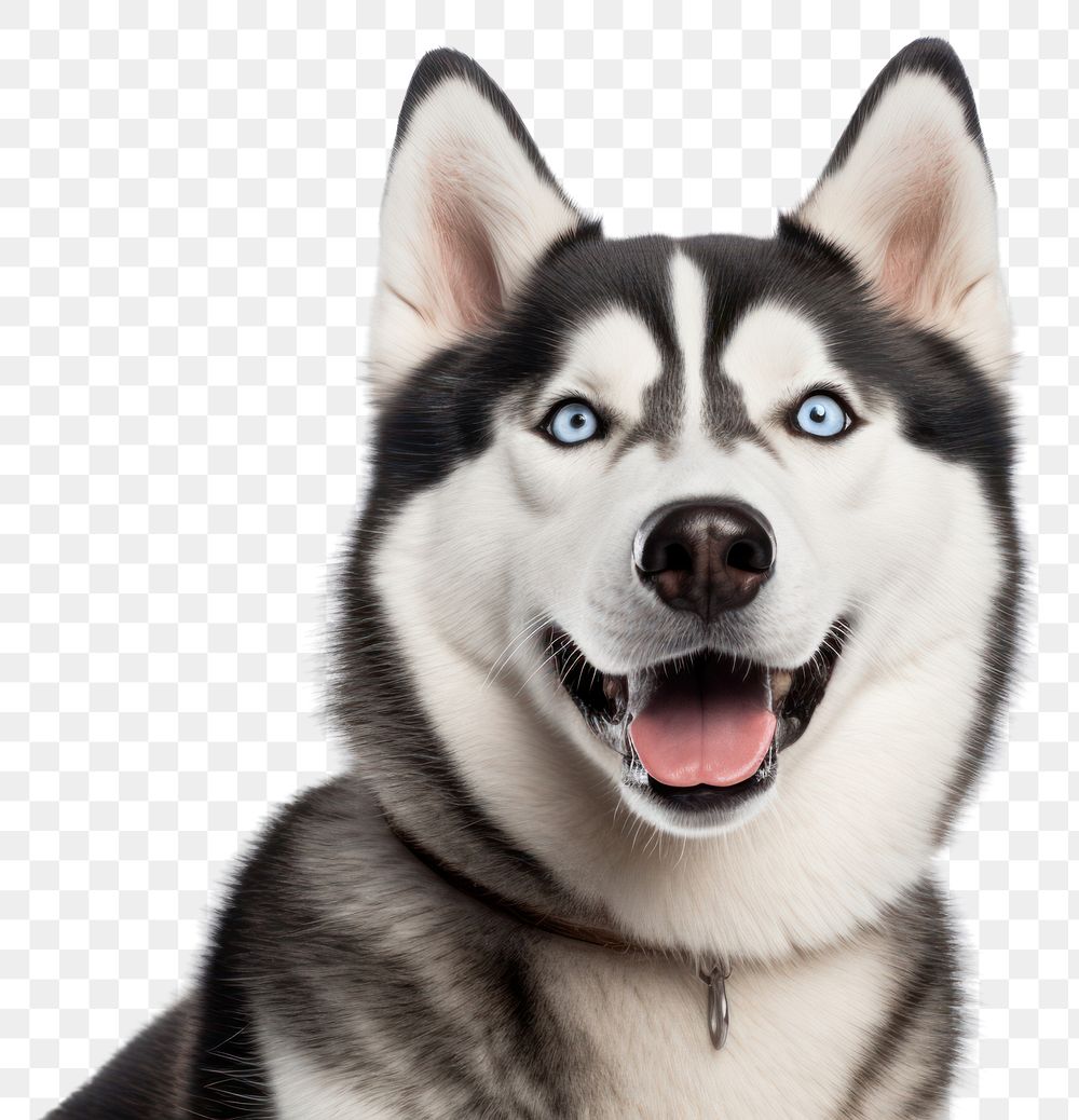 PNG Dog mammal animal husky. AI generated Image by rawpixel.