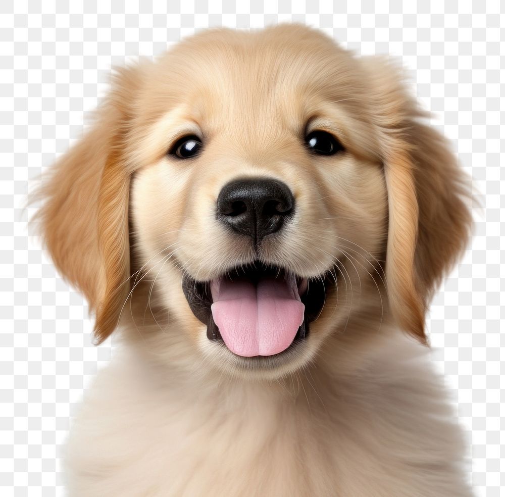 PNG Puppy smiling mammal animal. AI generated Image by rawpixel.