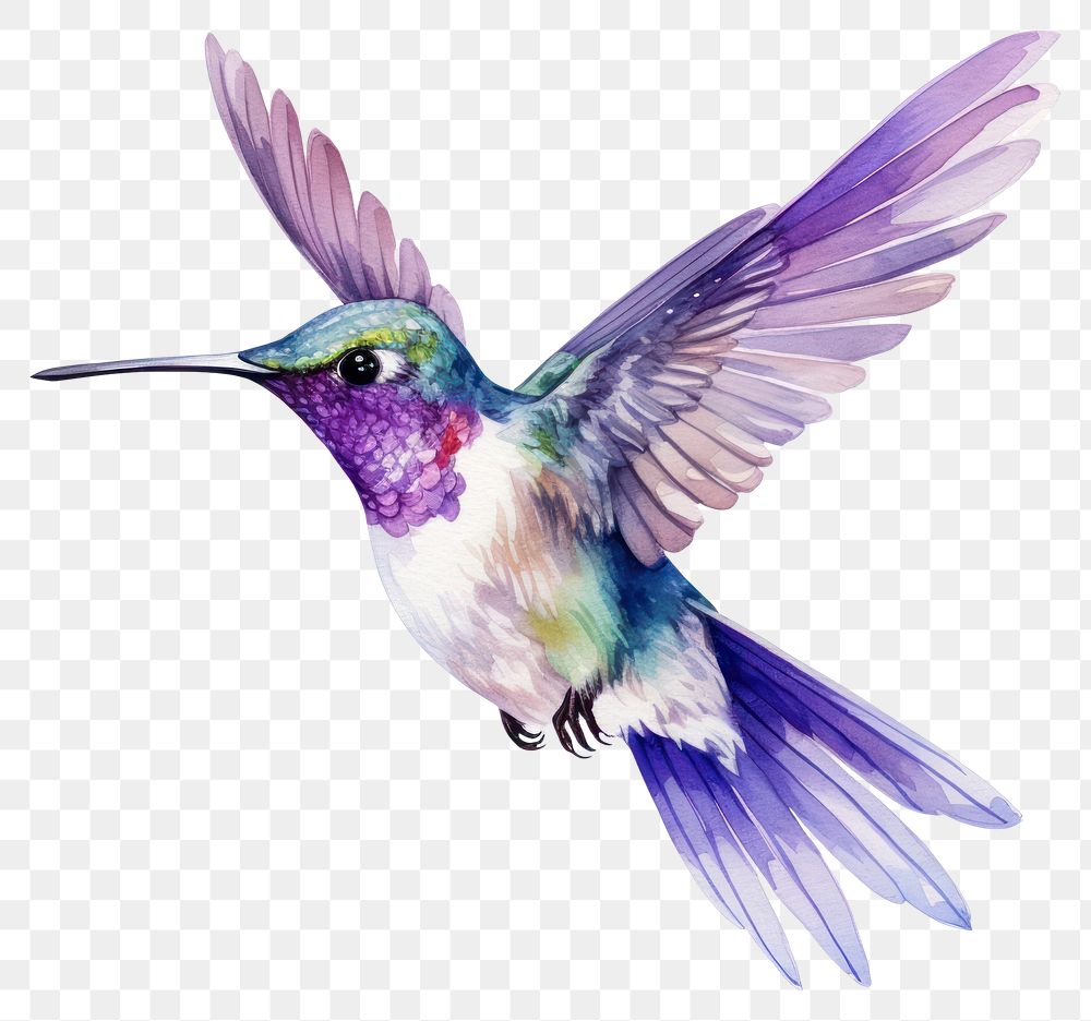 PNG Hummingbird animal flying creativity. AI generated Image by rawpixel.