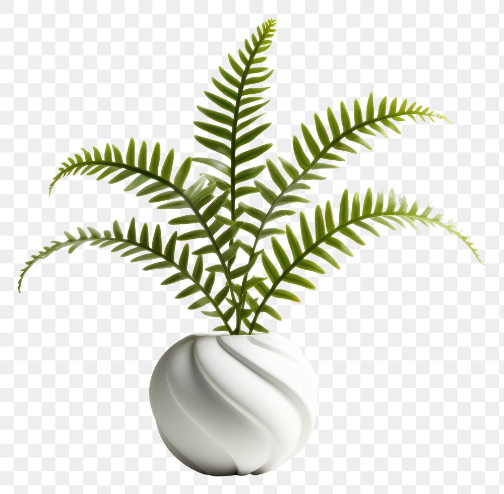PNG Plant fern leaf vase. AI generated Image by rawpixel.