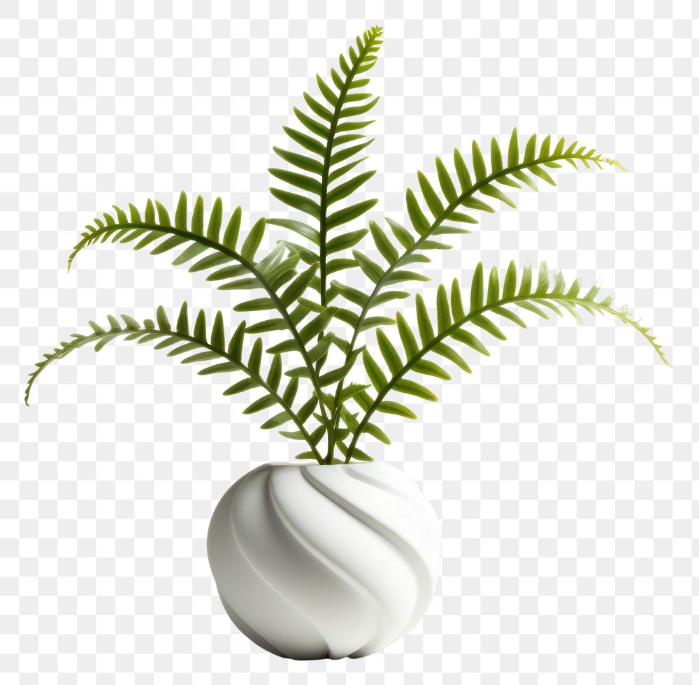 PNG Plant fern leaf vase. 