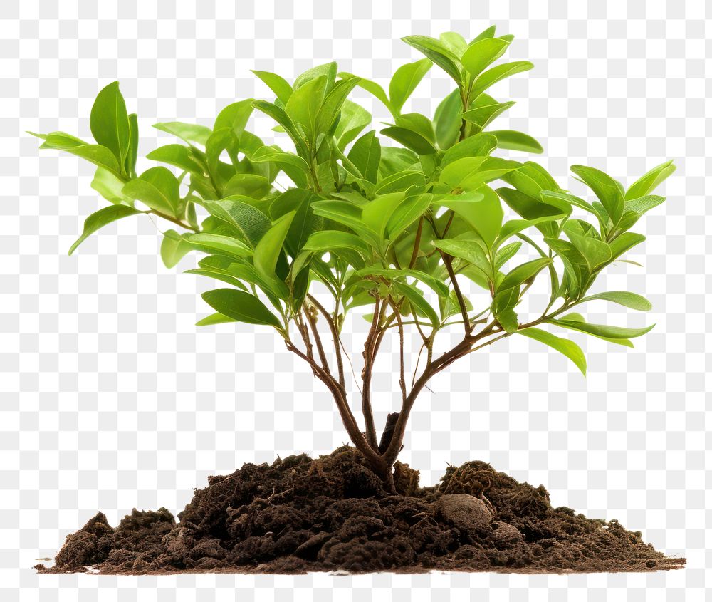 PNG Plant leaf soil tree. AI generated Image by rawpixel.