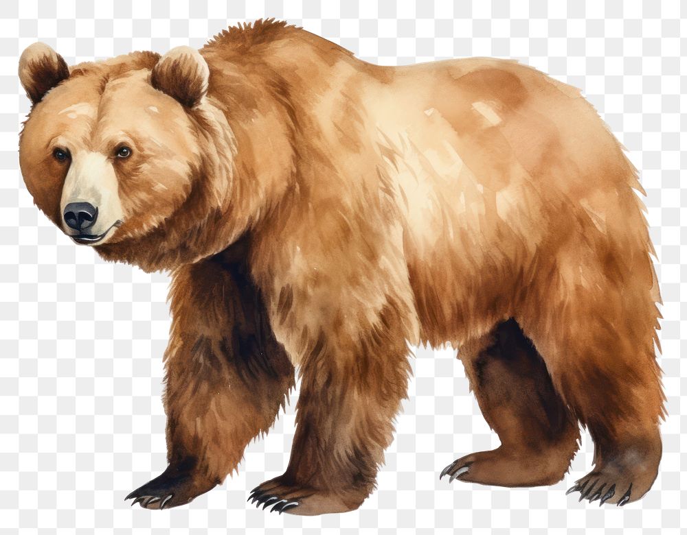 PNG Mammal animal bear carnivora. 