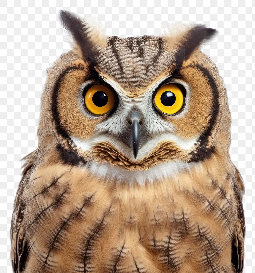 PNG Owl animal bird beak transparent background