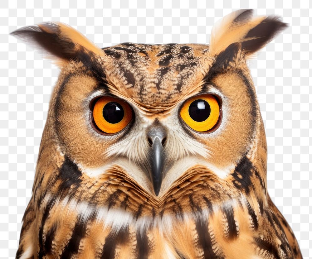 PNG Animal beak bird owl. AI generated Image by rawpixel.