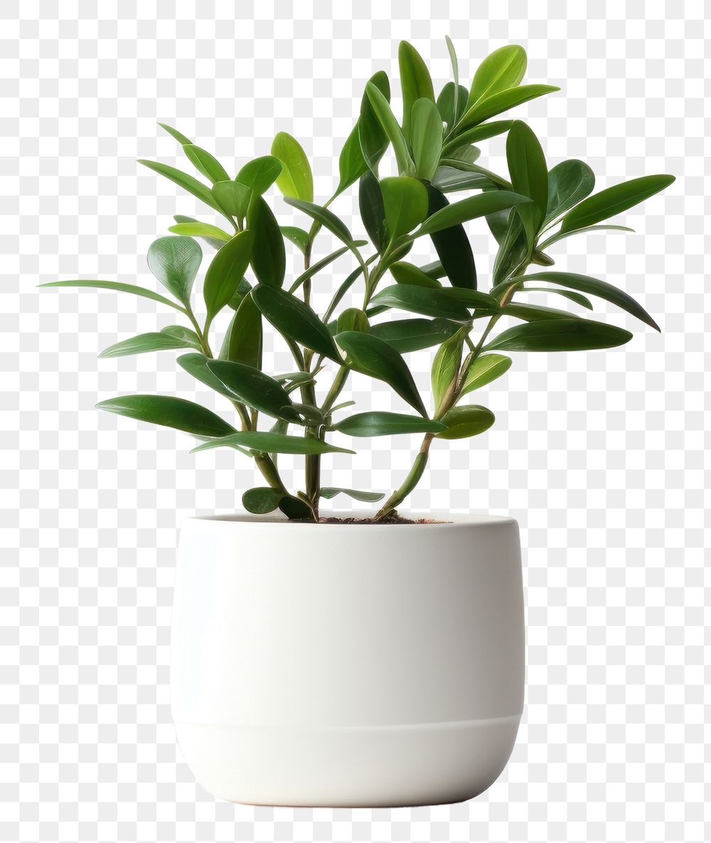 PNG Plant bonsai leaf vase. AI generated Image by rawpixel.