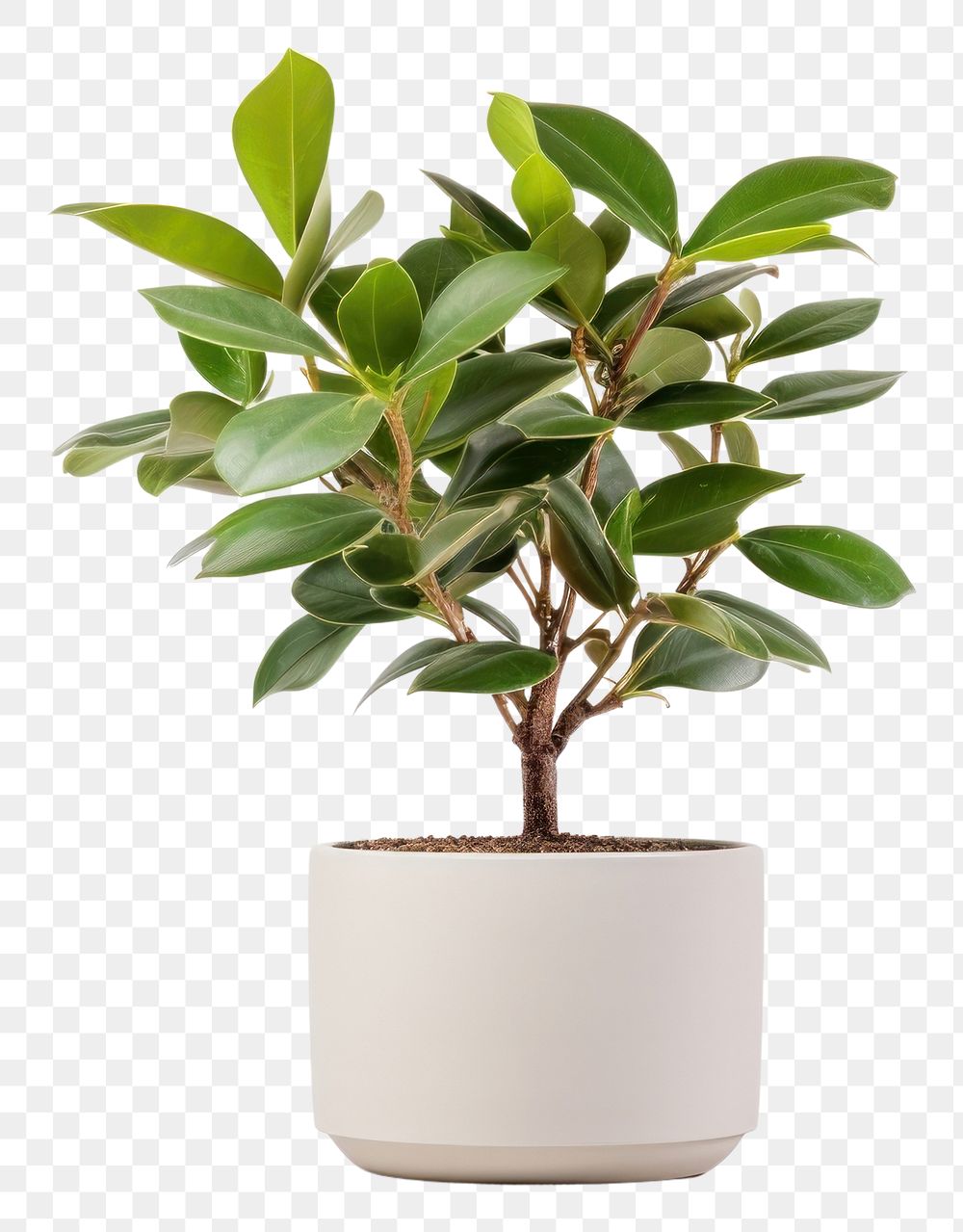PNG Plant bonsai leaf tree. AI generated Image by rawpixel.