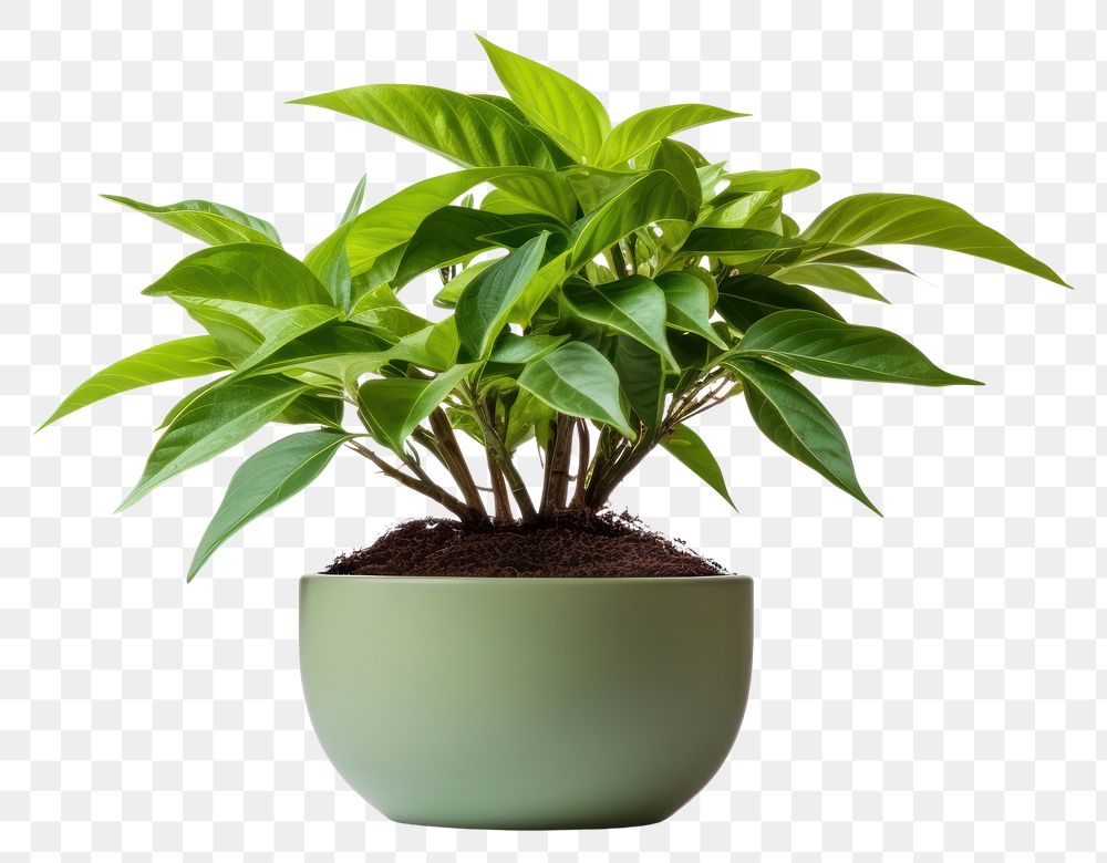 PNG Plant leaf transparent background potted plant. AI generated Image by rawpixel.