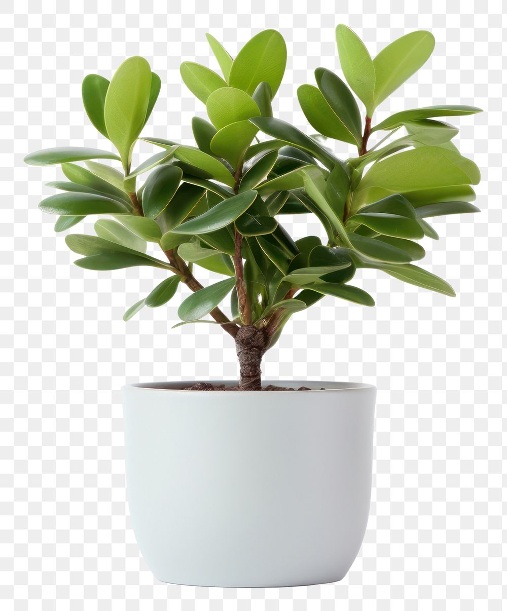 PNG Plant bonsai leaf transparent background. 