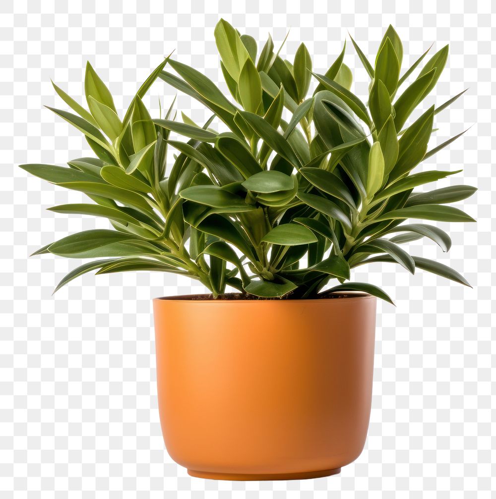 PNG Plant leaf transparent background potted plant. 