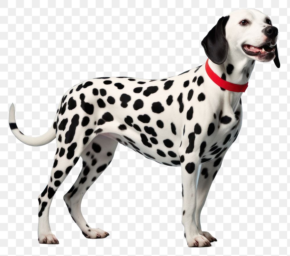 PNG Dalmatian animal mammal pet transparent background