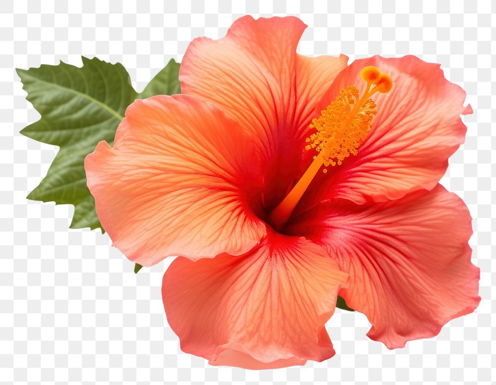 PNG Tropical flower hibiscus plant rose. 