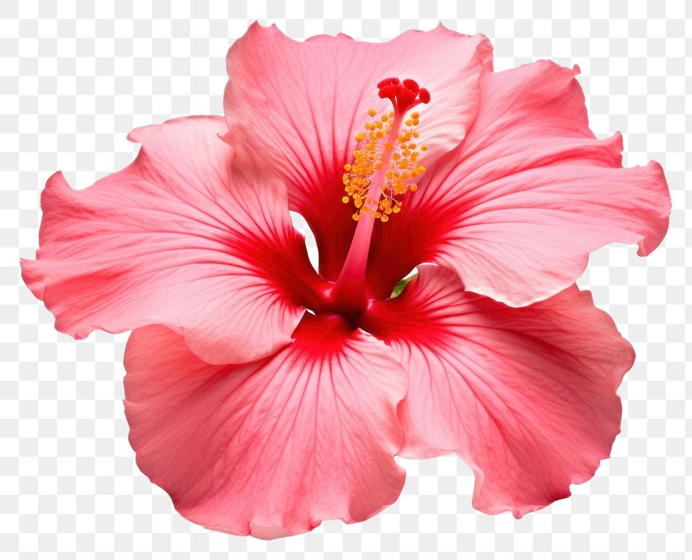 PNG Tropical Hibiscus flower hibiscus blossom petal. AI generated Image by rawpixel.