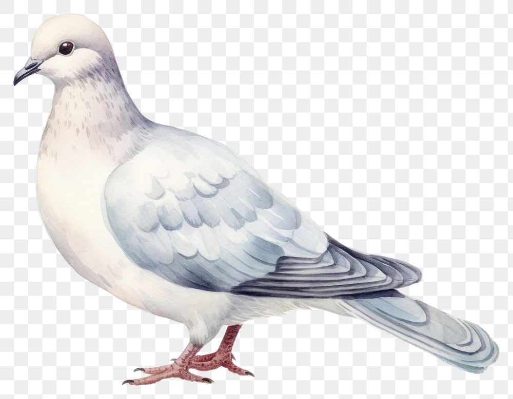 PNG Animal pigeon bird transparent background