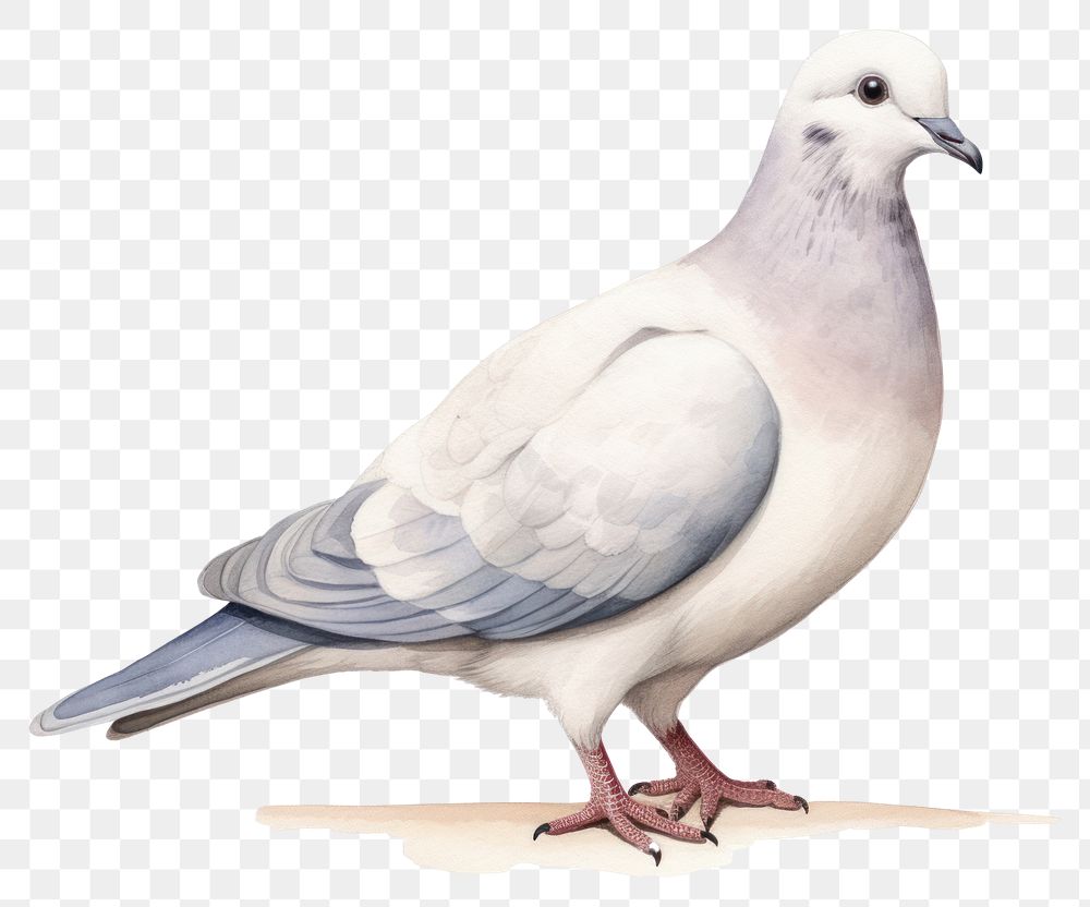 PNG Animal pigeon bird transparent background