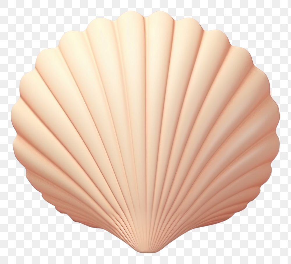 PNG Seashell clam invertebrate simplicity. 