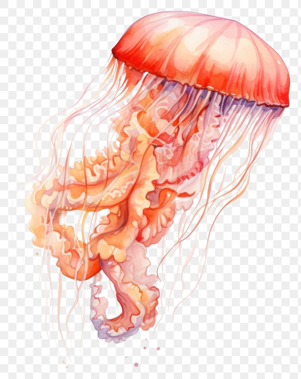 PNG Jellyfish animal invertebrate cephalopod. AI generated Image by rawpixel.