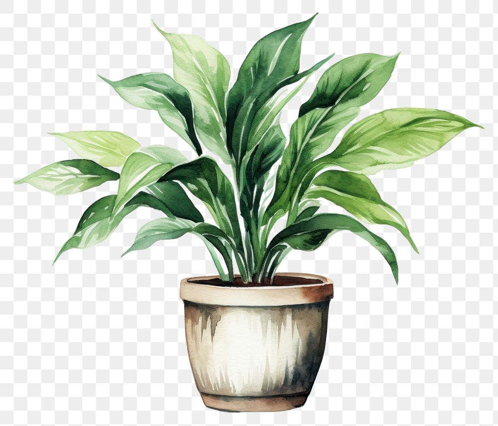 PNG Plant leaf houseplant flowerpot. 