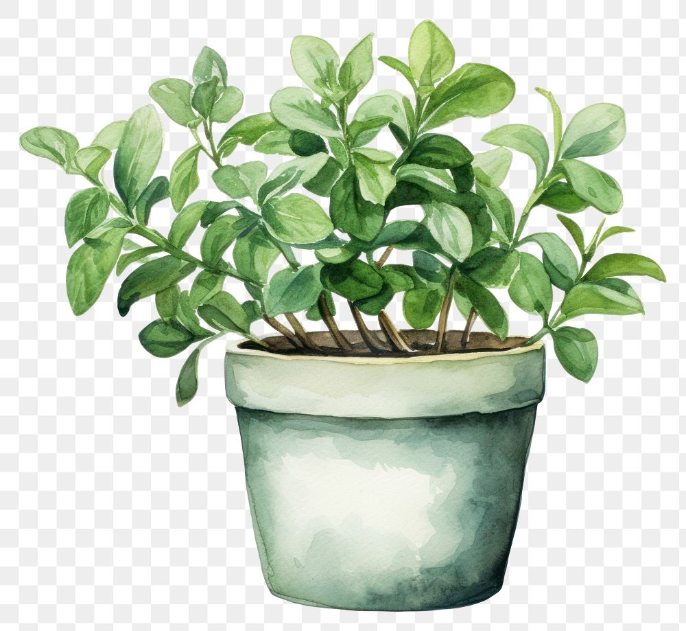 PNG Bonsai plant herbs leaf. AI generated Image by rawpixel.