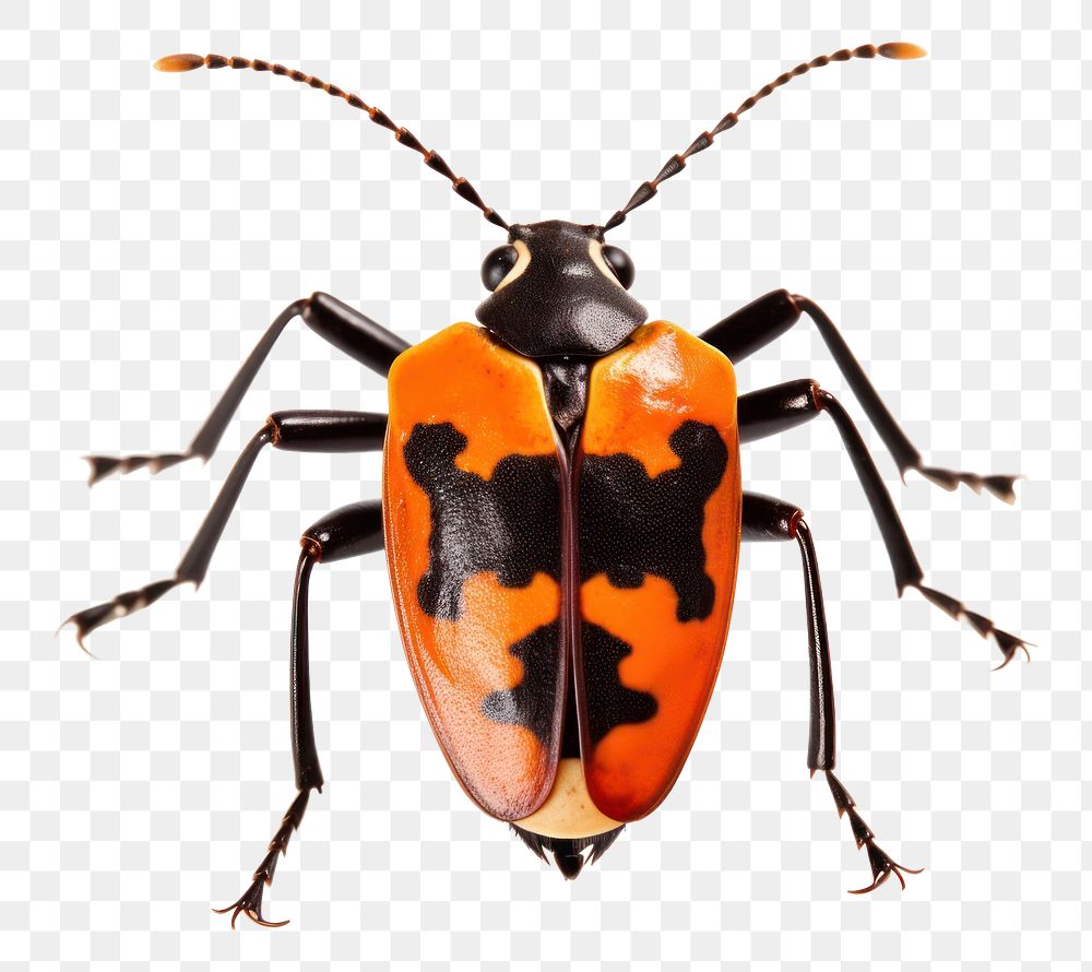 PNG Animal insect white background invertebrate. 