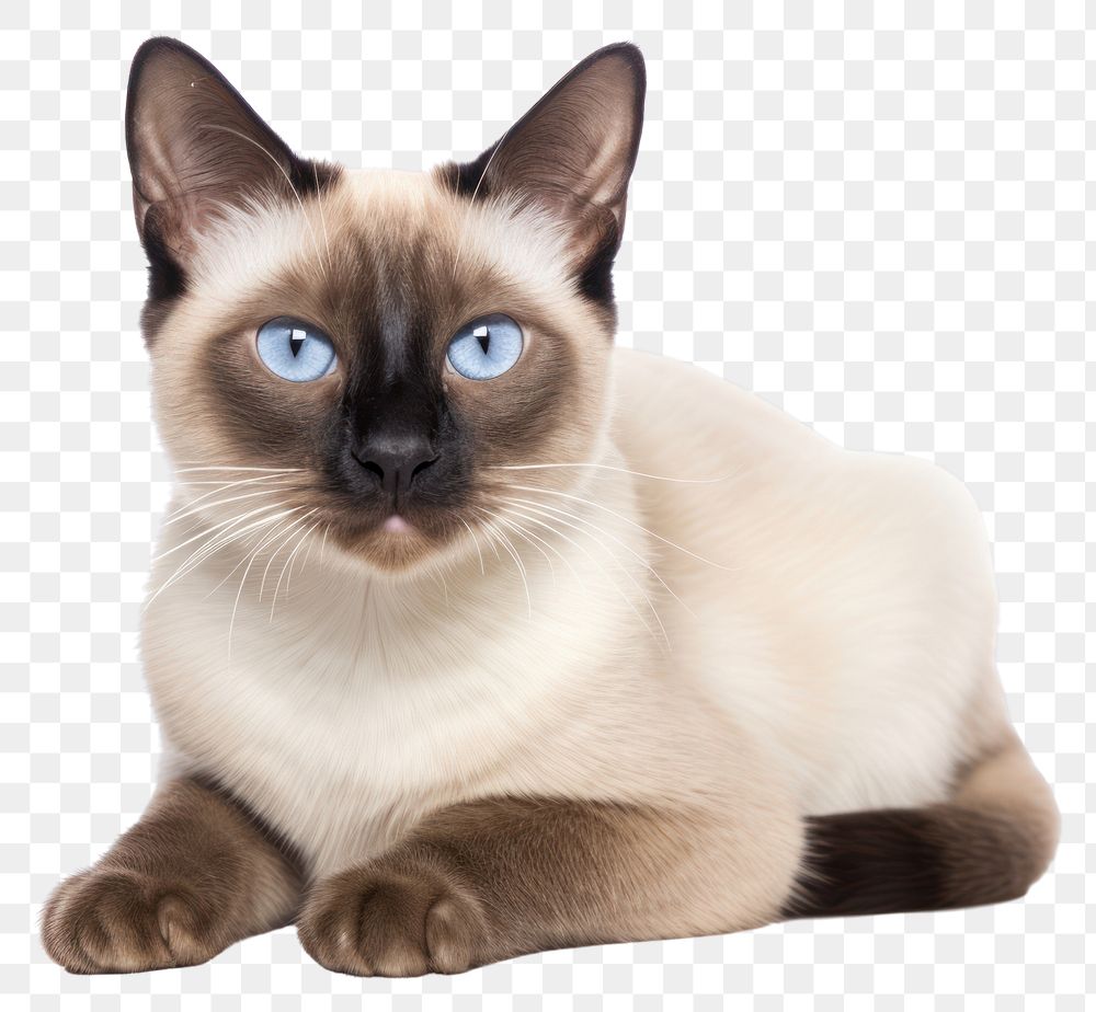 PNG Thai cat siamese animal mammal. AI generated Image by rawpixel.