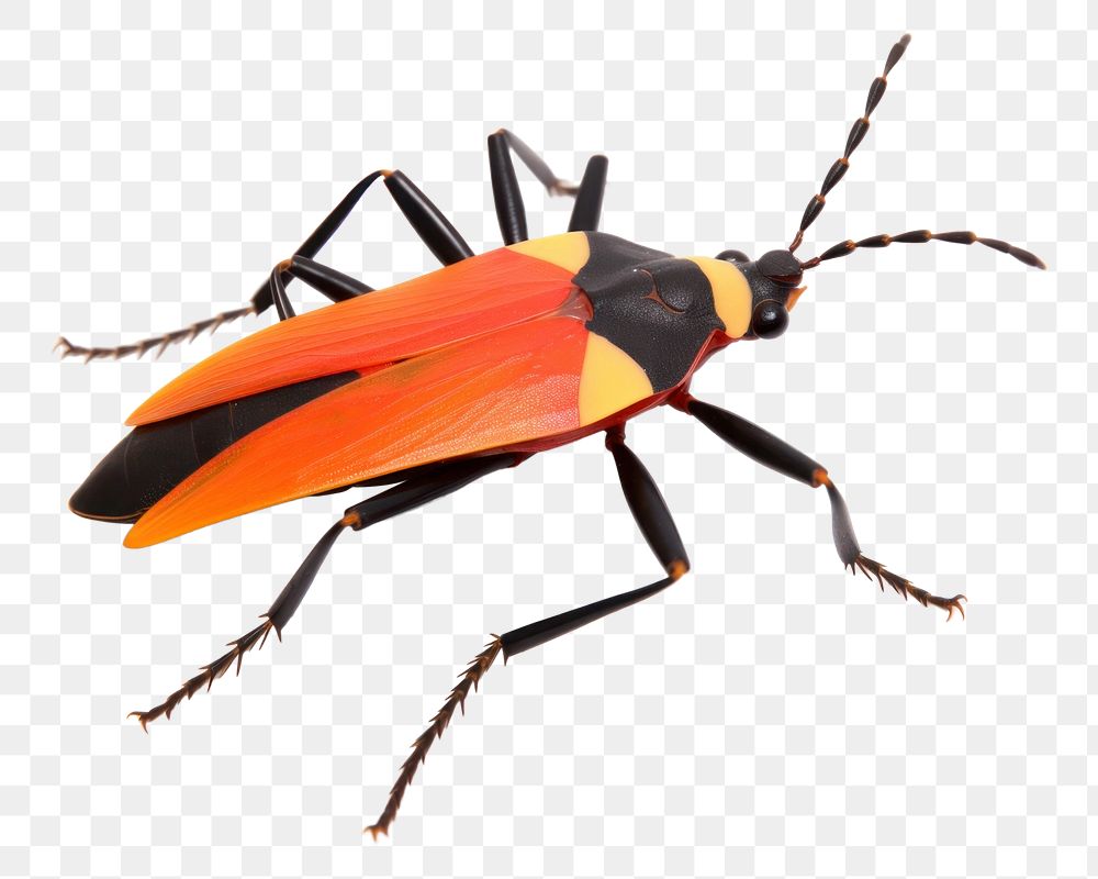 PNG Animal insect white background invertebrate. AI generated Image by rawpixel.