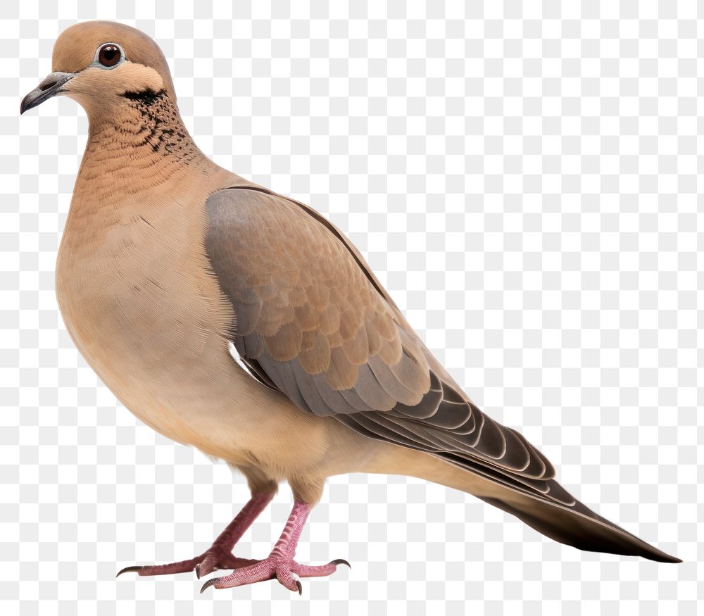PNG Animal pigeon bird dove. AI generated Image by rawpixel.