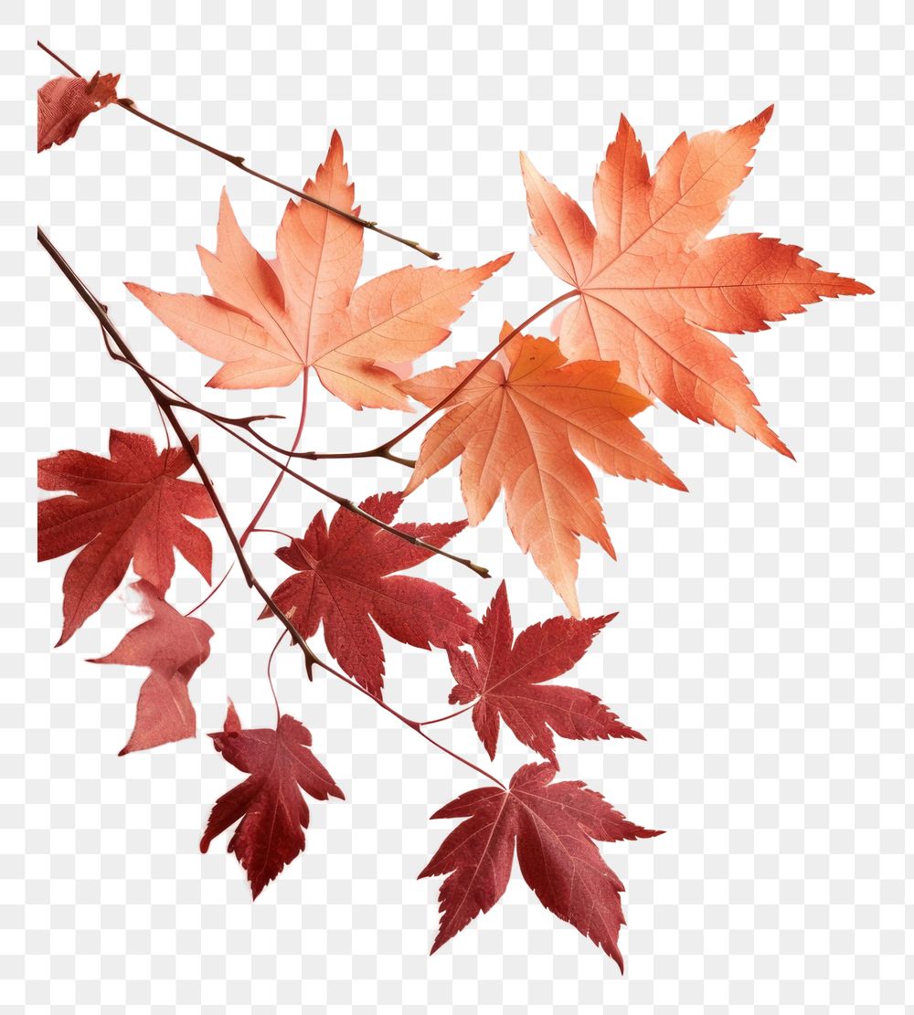 PNG Backgrounds autumn maple plant transparent background