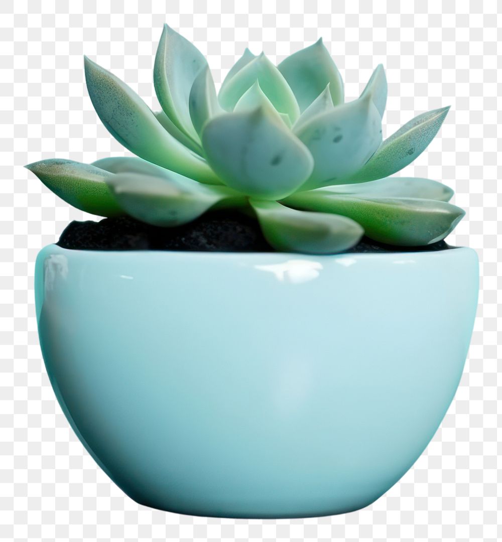 PNG Plant aloe houseplant freshness. AI generated Image by rawpixel.