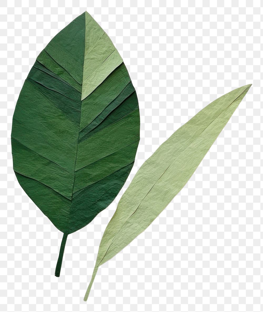 PNG Leaf plant green nature. AI generated Image by rawpixel.