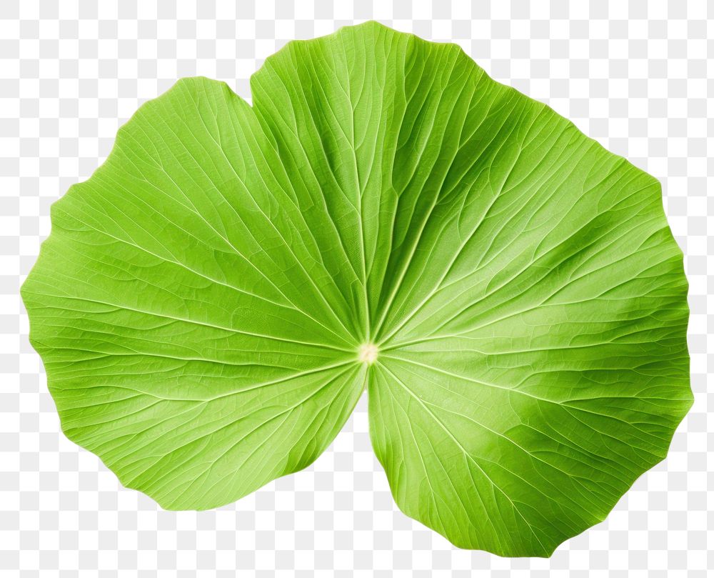 PNG Lotus leaf plant green white background. AI generated Image by rawpixel.