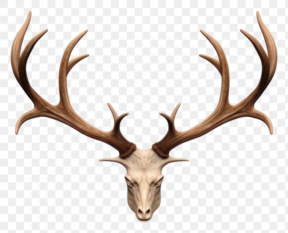 PNG Antler wildlife animal mammal. AI generated Image by rawpixel.