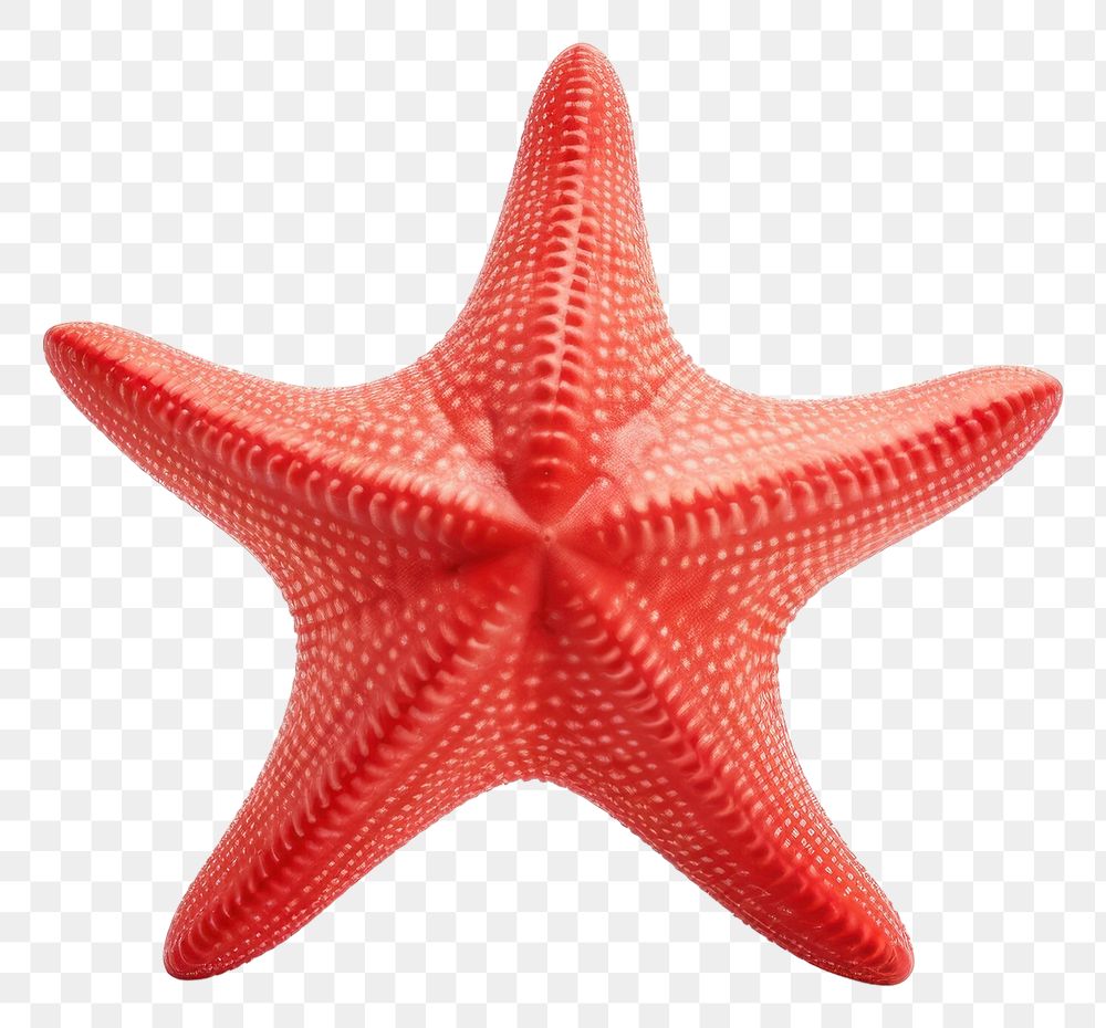 PNG Starfish invertebrate echinoderm marine. 