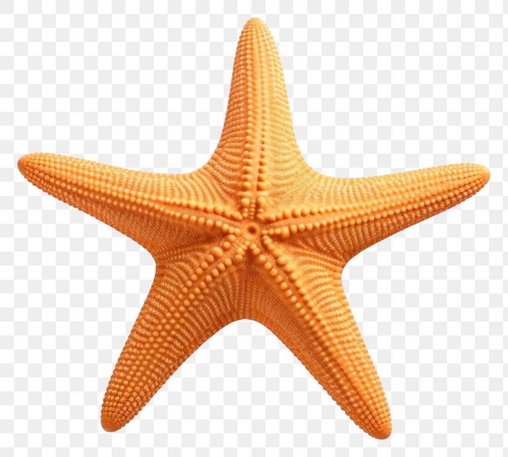 PNG Starfish invertebrate simplicity echinoderm. 