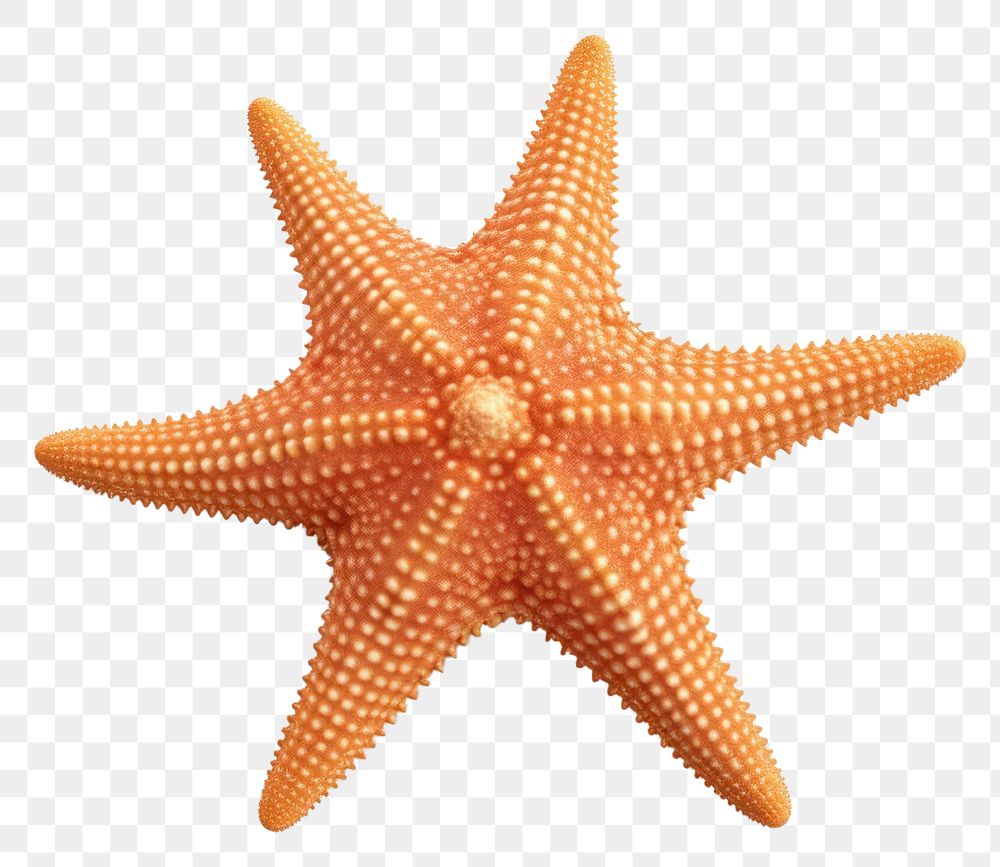 PNG Starfish invertebrate echinoderm marine. AI generated Image by rawpixel.