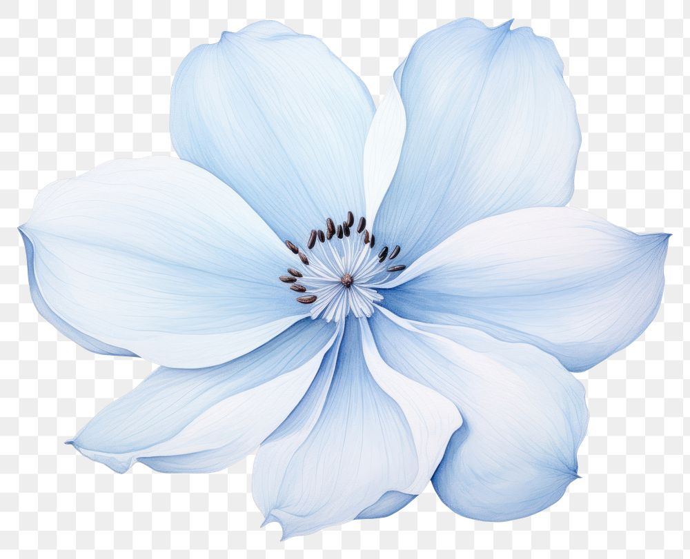 PNG Soft Blue Flower flower petal plant. AI generated Image by rawpixel.