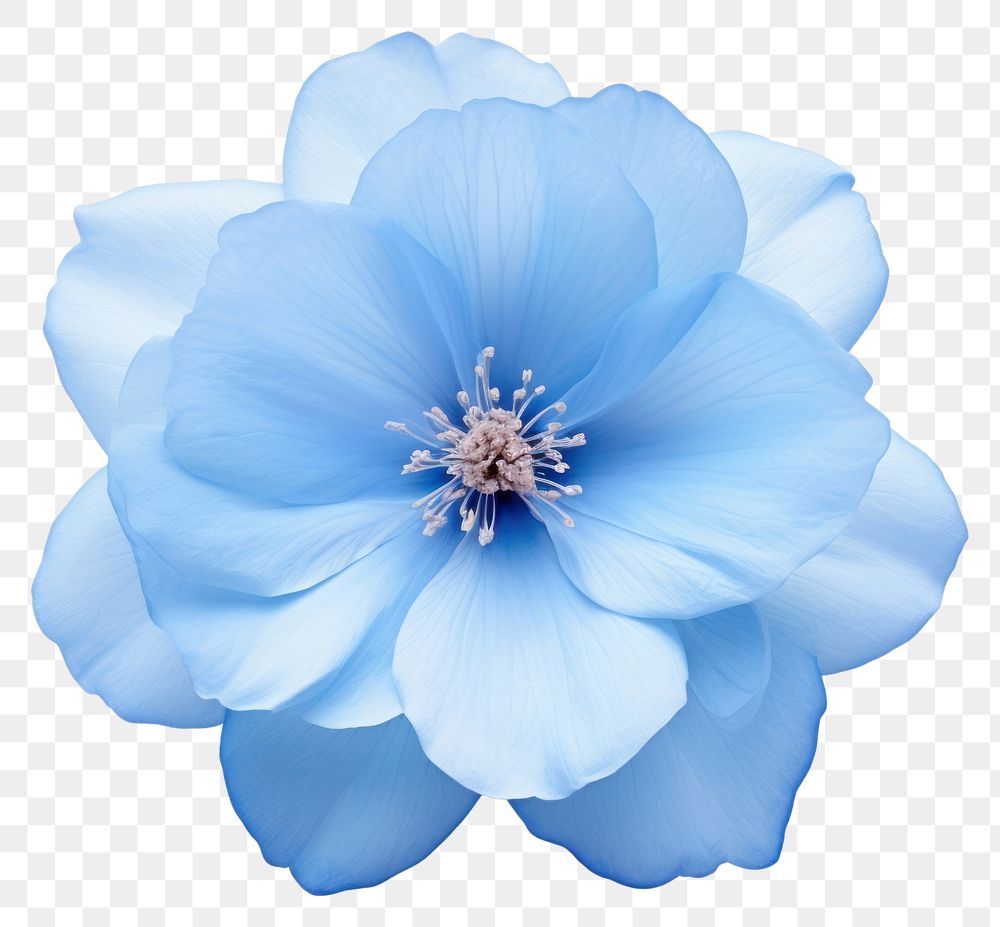 PNG Blue Flower flower blossom nature. 