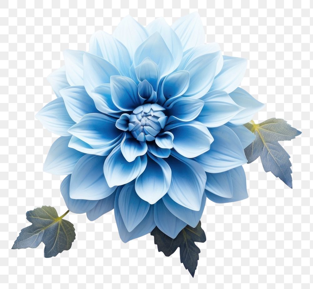 PNG Blue Flower flower dahlia plant. 