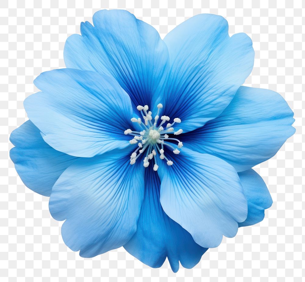 PNG Blue Flower flower petal plant. AI generated Image by rawpixel.